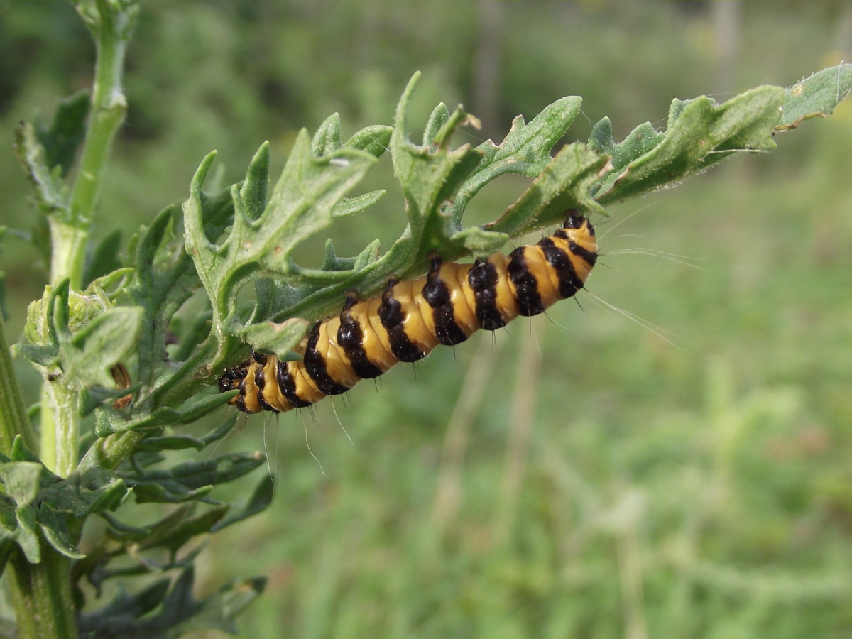 Cinnabar moth caterpillar